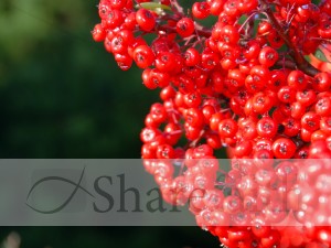 Many Bright Red Berries