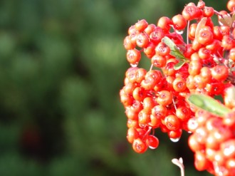 Red and Yellow Berries