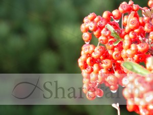Red%20and%20Yellow%20Berries