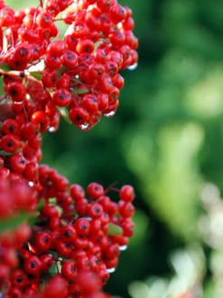 Bright Red Winter Berries