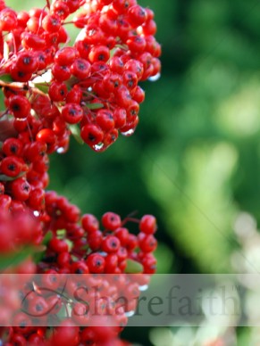 Bright%20Red%20Winter%20Berries
