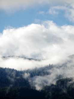 Winter in the Forest