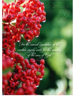 Red Winter Berries with Romans Verse