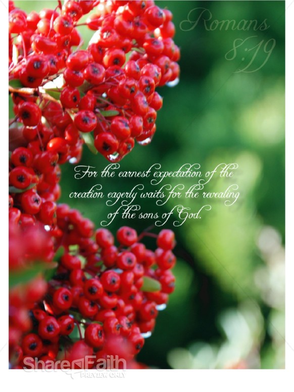 Red%20Winter%20Berries%20with%20Romans%20Verse