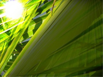 The Triumphal Entry