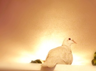Perched%20Dove%20with%20Rays%20of%20Light
