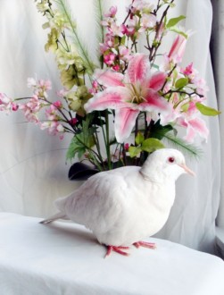 Dove Portrait and Flowers