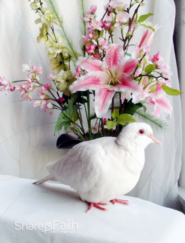 Dove%20Portrait%20and%20Flowers