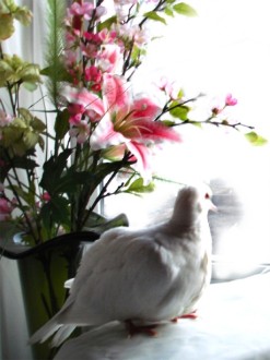 Dove Looking Outward