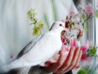 Dove in a Hand