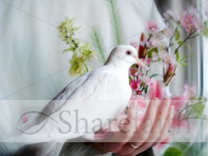 Dove%20in%20a%20Hand