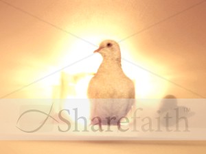 Dove Ready to Fly with Rays of Light