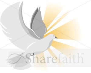 Dove with Shades of Gray and Gold Rays