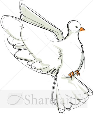 Flying Dove Sketch