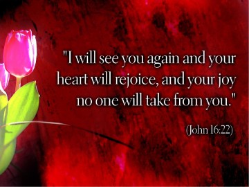 Rejoice with Pink Tulips