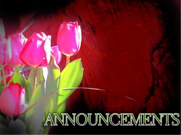 Rejoice with Pink Tulips