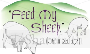 Feed My Sheep