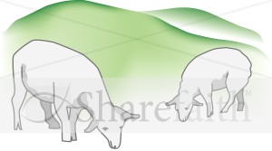 Two Sheep Grazing