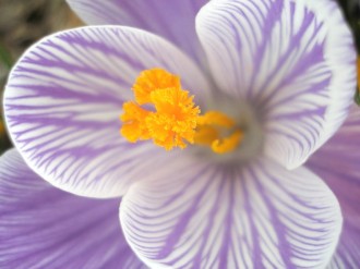 Purple%20Flower%20with%20Orange