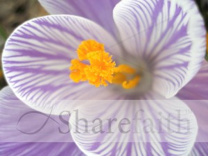 Purple Flower with Orange