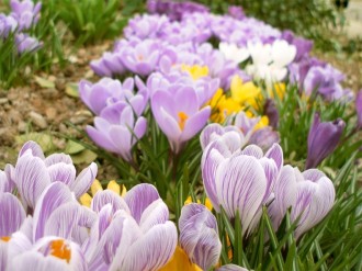 Purple Spring Flowers in a Row