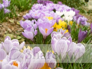 Purple%20Spring%20Flowers%20in%20a%20Row