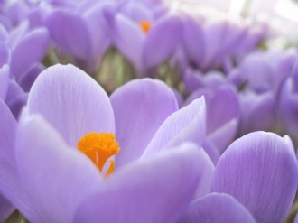 Purple%20Flowers%20Blooming%20Close%20Up
