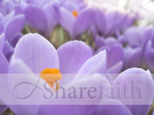 Purple%20Flowers%20Blooming%20Close%20Up