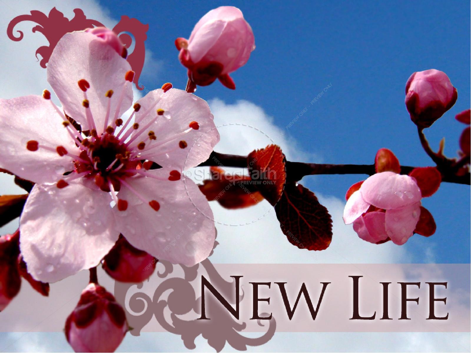 New Life with Blossoms | slide 1