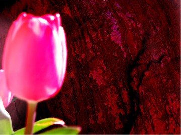 Tulips%20and%20Announcements