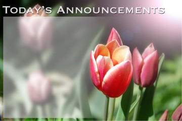Beauty%20of%20God%20with%20Tulips