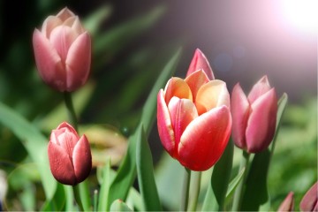Beauty%20of%20God%20with%20Tulips
