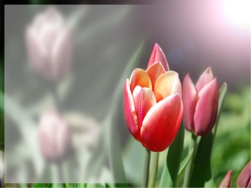 Pink Tulips