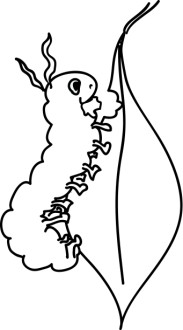 Caterpillar%20and%20Leaf