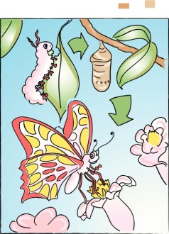 Caterpillar%20To%20Butterfly%20in%20Color