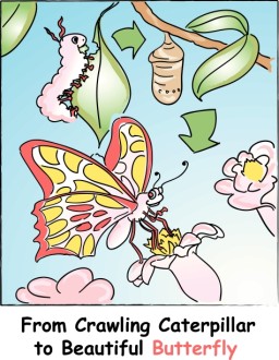 Cute%20Caterpillar%20to%20Colorful%20Butterly
