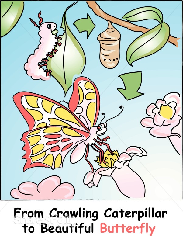 Cute Caterpillar to Colorful Butterly
