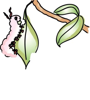 Pink%20Caterpillar%20Eating%20a%20Leaf