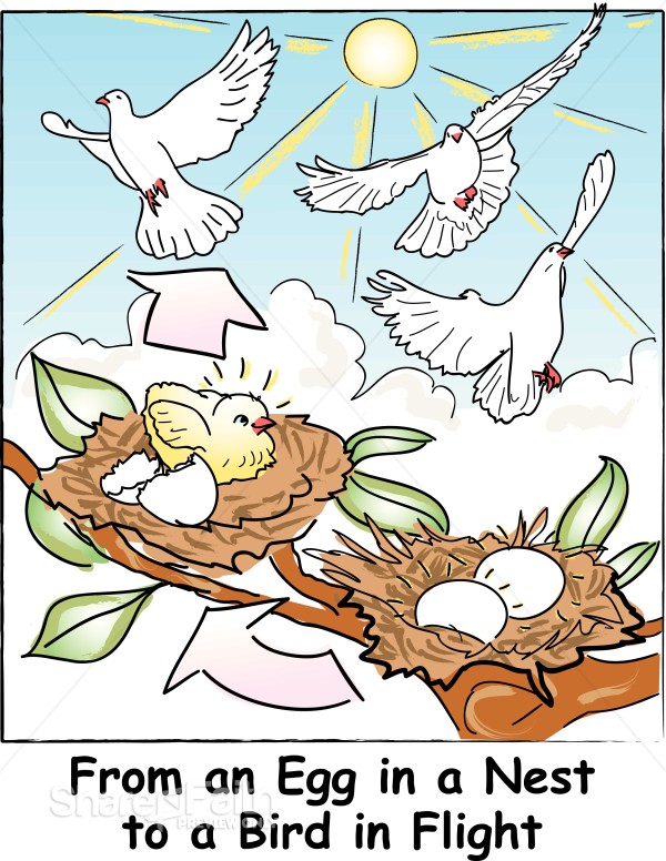 Eggs in the Nest to Flying Birds