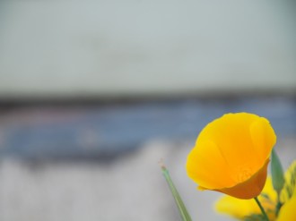 Golden Poppy on Blue