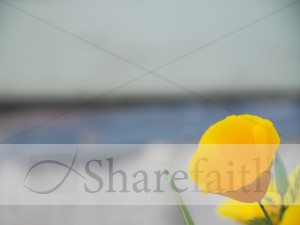 Golden Poppy on Blue