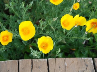 Poppies Near a Deck