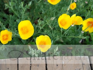 Poppies%20Near%20a%20Deck
