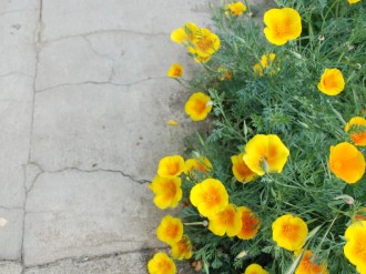 Poppies and a Sidewalk