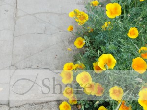 Poppies%20and%20a%20Sidewalk