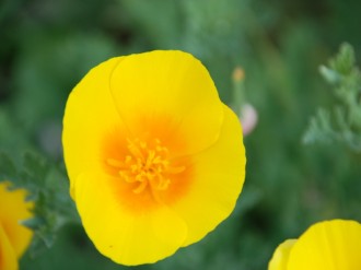Perfect Poppy