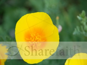 Perfect%20Poppy