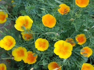 Lots%20of%20Poppies