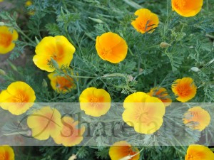 Lots of Poppies