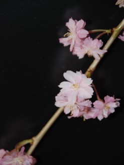 Branch%20with%20Pink%20Blossoms
